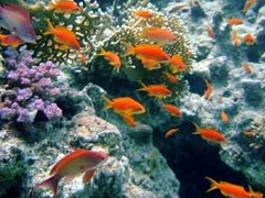 Ontdek de Schatten van de Rode Zee Duikavontuur in Egypte 1